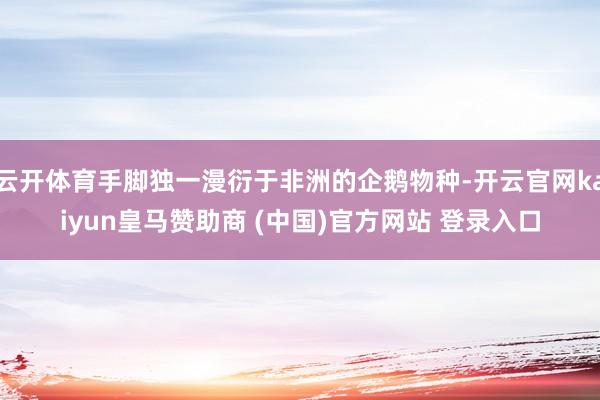 云开体育手脚独一漫衍于非洲的企鹅物种-开云官网kaiyun皇马赞助商 (中国)官方网站 登录入口